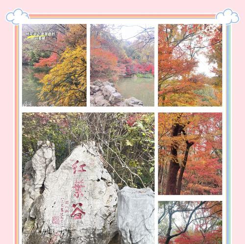 槭树的花语和象征是什么？槭树代表了哪种情感？
