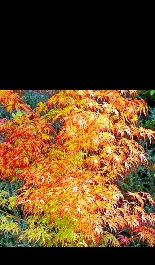 槭树的花语和象征是什么？槭树代表了哪种情感？