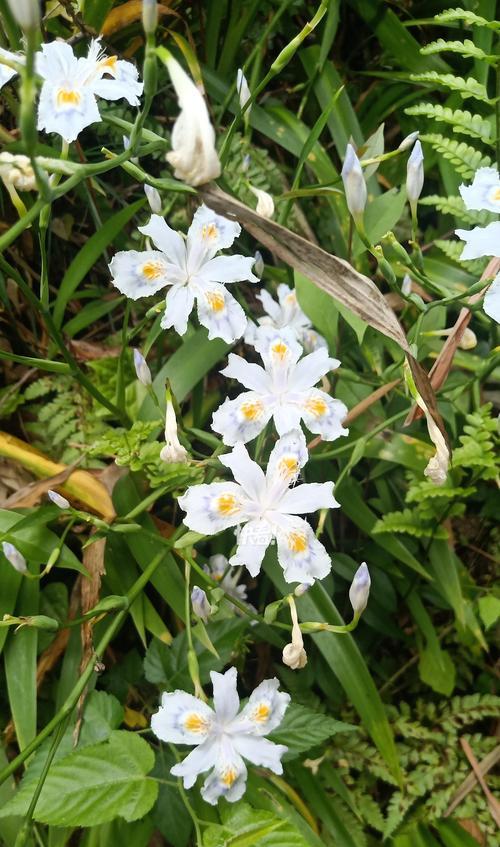 鸢尾花不同颜色的花语有何不同？
