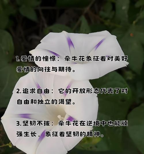 期待你的到来用什么花语表达？哪种花语最能传达期待？