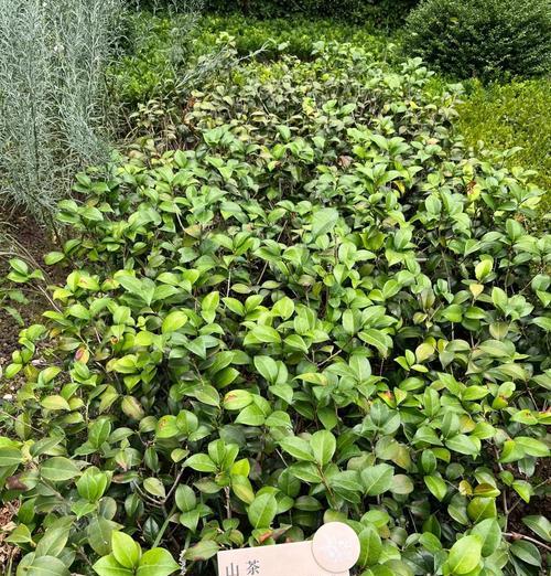 菩提山茶花的寓意和花语是什么？它象征着什么？