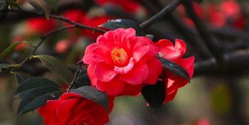菩提山茶花的寓意和花语是什么？它象征着什么？