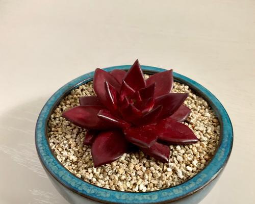 花语痴恋结局是什么?痴恋的花语如何表达爱的终结?