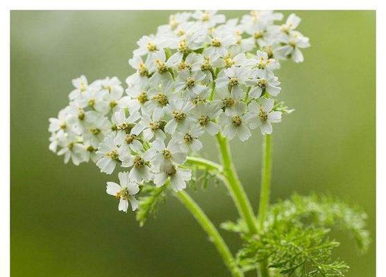 乡间小路的花语通常表达什么情感？