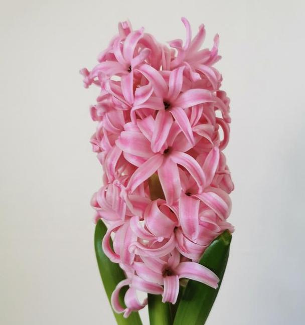 法师伴侣的花语是什么？法师伴侣的花语含义是什么？