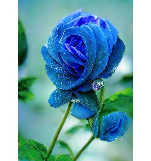 冰蓝色的花有哪些？它们的花语分别是什么？