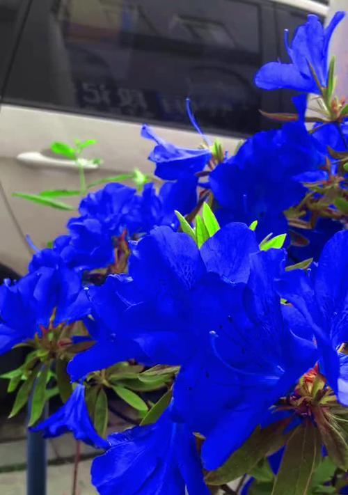 冰蓝色的花有哪些？它们的花语分别是什么？