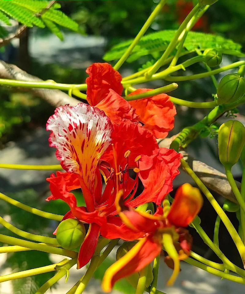 各种花语及其别称有哪些？