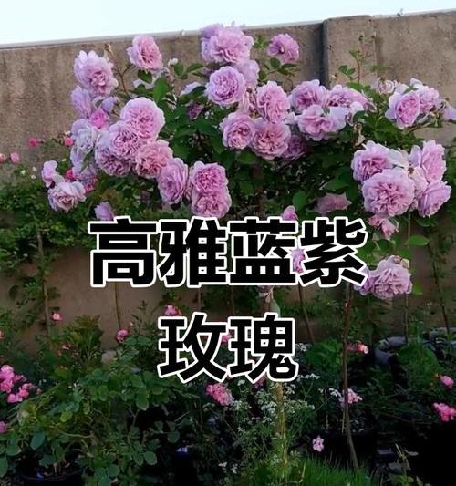 蓝紫色的玫瑰花代表什么？蓝紫色的玫瑰花花语有哪些？