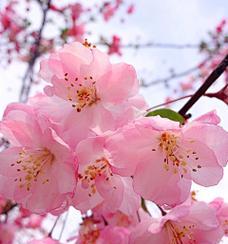 适合黛玉的清雅的花语是什么？这种花语在文化中扮演了什么角色？