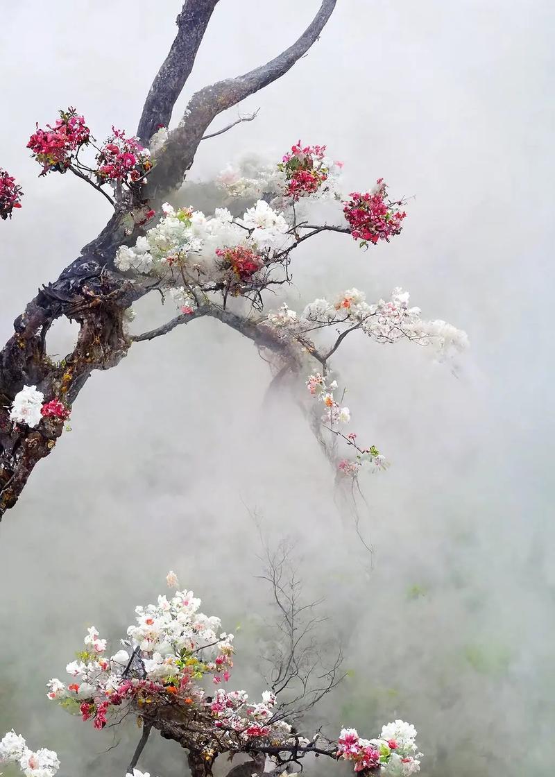 蓝桉鸟的花语是什么？蓝桉鸟花语有何含义？