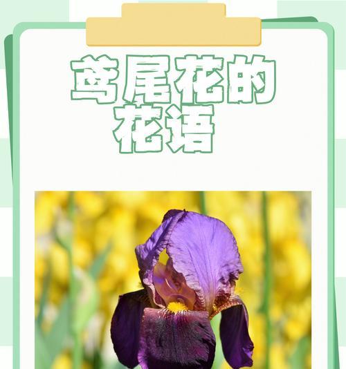 小飞燕花的花语是什么？它象征着怎样的情感？