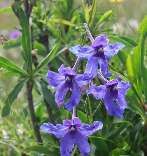 小飞燕花的花语是什么？它象征着怎样的情感？