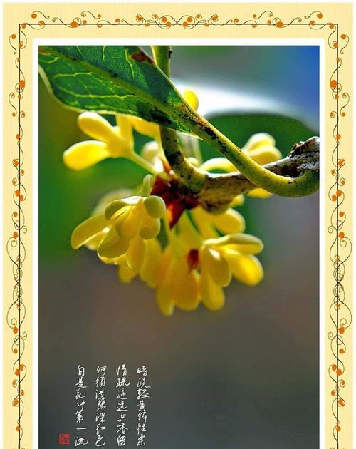 桂花的寓意和花语分别是什么？