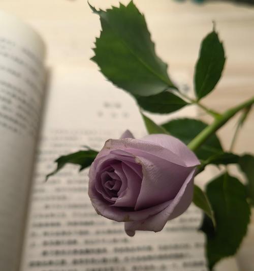 送玫瑰花给谁最合适？玫瑰花的花语是什么？