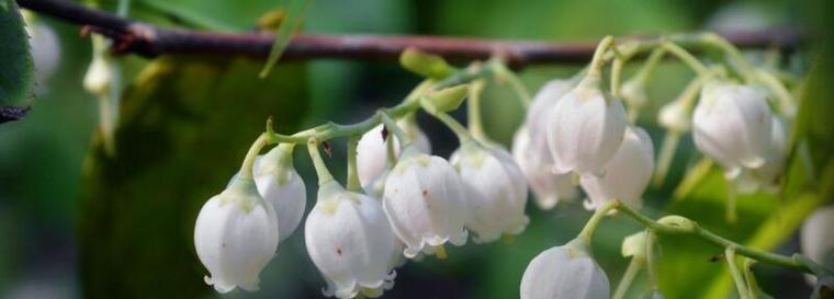赞美邻家的花语有何深层含义？