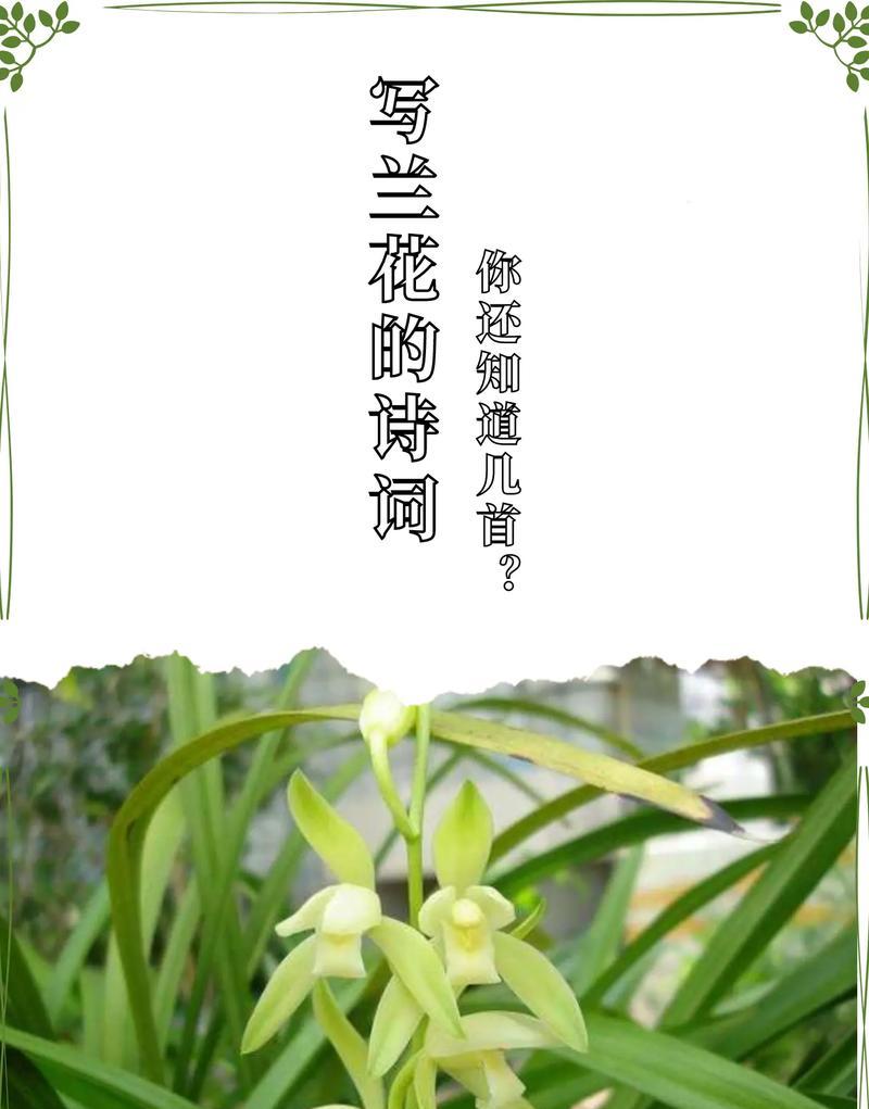 美好花语的含义是什么？