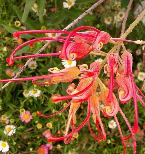 新房入住应选哪种花？其花语有何吉祥寓意？