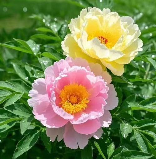 新房入住应选哪种花？其花语有何吉祥寓意？