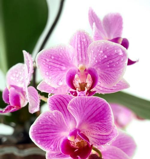 新房入住应选哪种花？其花语有何吉祥寓意？