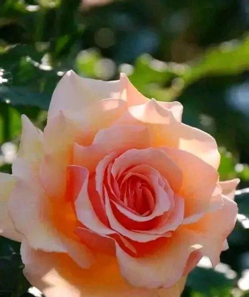 洁白的花花语是什么意思？白色花朵传递了哪些情感？