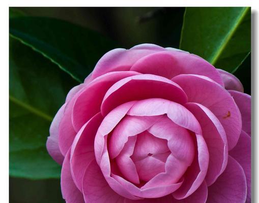 哪朵花的花语最为凄美？史上花语最凄美的花代表什么？