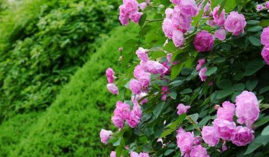 哪朵花的花语最为凄美？史上花语最凄美的花代表什么？