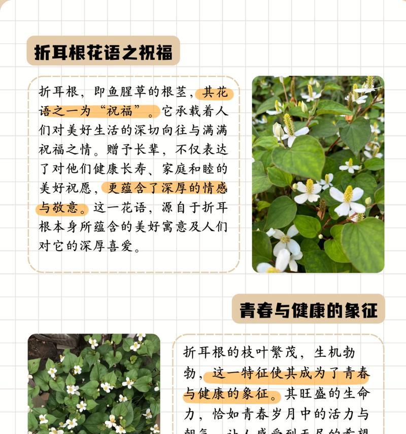 作为主角的花语代表什么？如何理解其深层含义？