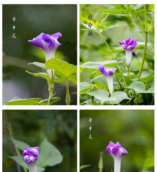 二月里哪种花的花语最为动人？写花语时应选哪种花？