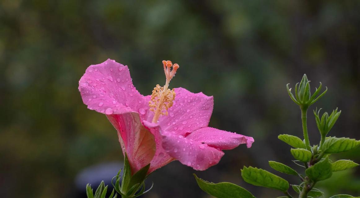 二月里哪种花的花语最为动人？写花语时应选哪种花？