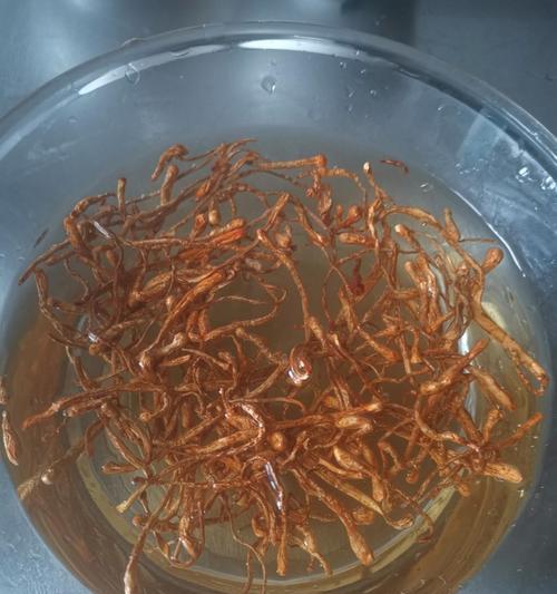 鲍鱼花的花语有何含义？