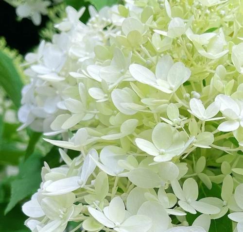 鲍鱼花的花语有何含义？