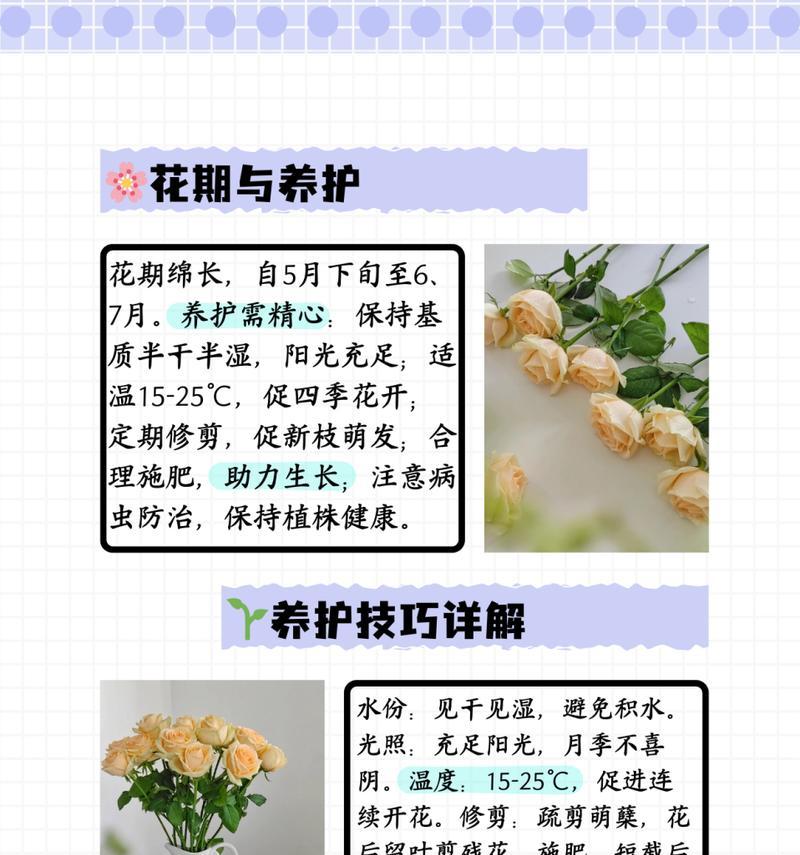 爬藤月季的花语代表什么？它的寓意有哪些？