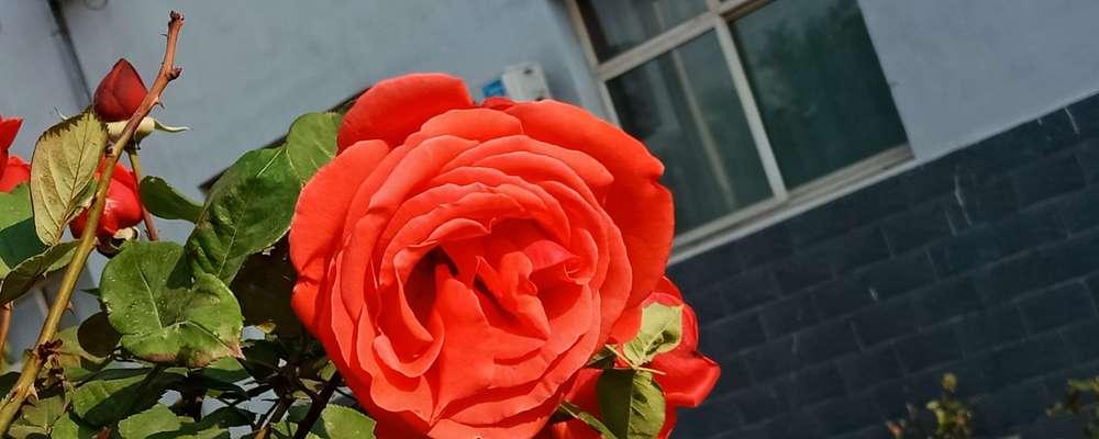 江南韵花语有何独特之处？