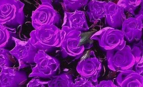 天蝎座紫色玫瑰花代表什么？紫色玫瑰花语有哪些特别含义？