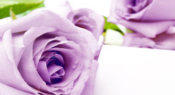 天蝎座紫色玫瑰花代表什么？紫色玫瑰花语有哪些特别含义？