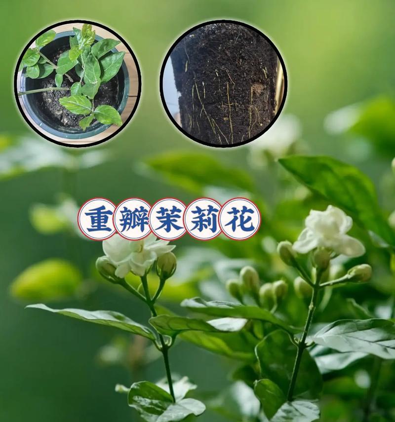 不染凡俗的花语是什么？哪种花代表了这种纯洁？