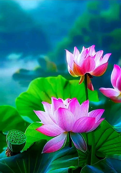 不染凡俗的花语是什么？哪种花代表了这种纯洁？