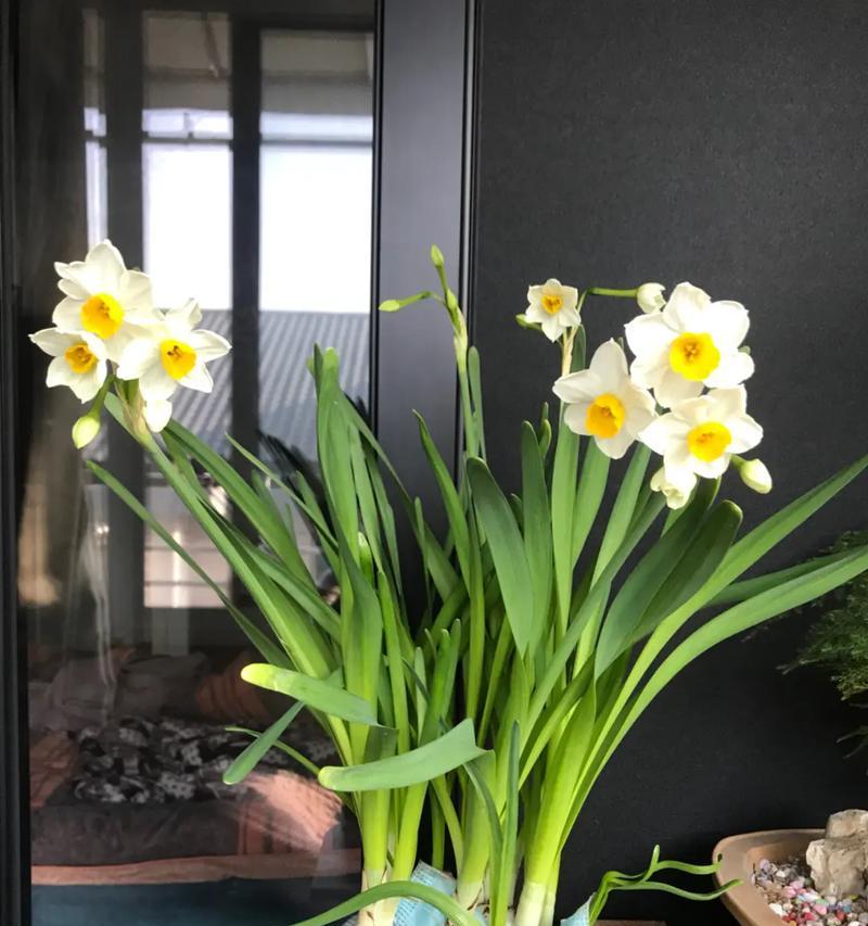 不染凡俗的花语是什么？哪种花代表了这种纯洁？