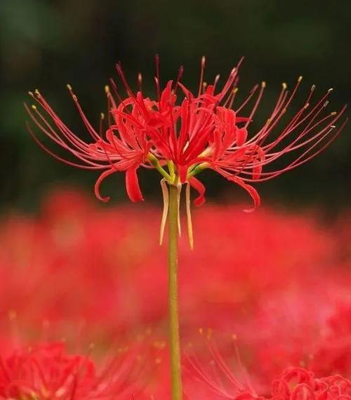 初见鲜花时的花语和寓意有何特别之处？