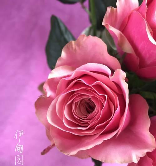 红色花的浪漫花语有哪些？