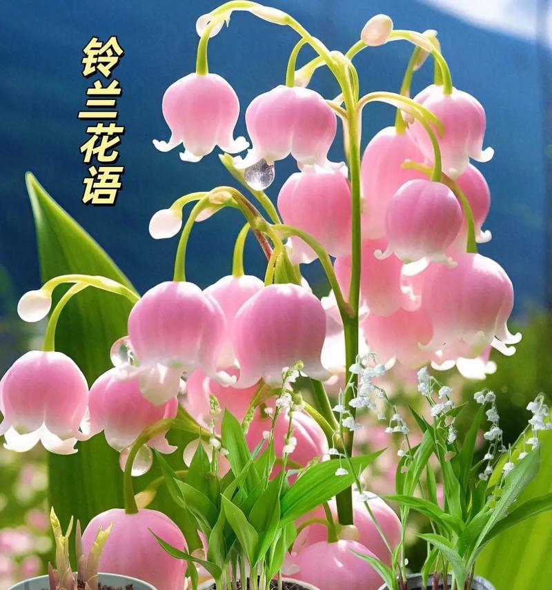 铃兰的花语是什么？铃兰寓意有哪些？