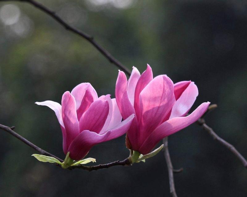金色玉兰花象征着什么？