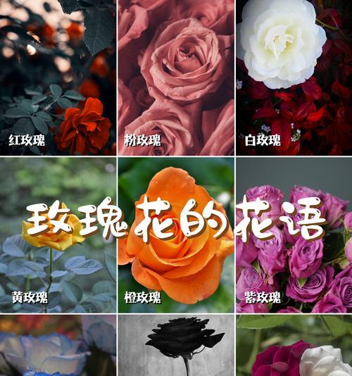 11朵红玫瑰代表的花语有哪些？