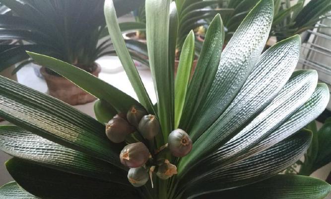 君子兰刚发芽却停滞不前？可能的原因是什么？