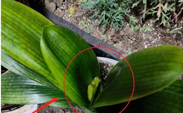 君子兰刚发芽却停滞不前？可能的原因是什么？