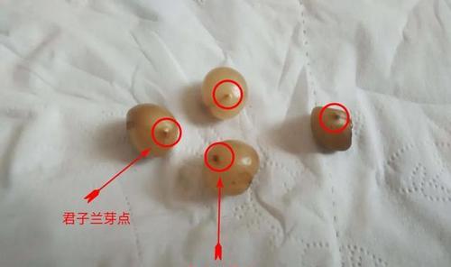 君子兰刚发芽却停滞不前？可能的原因是什么？