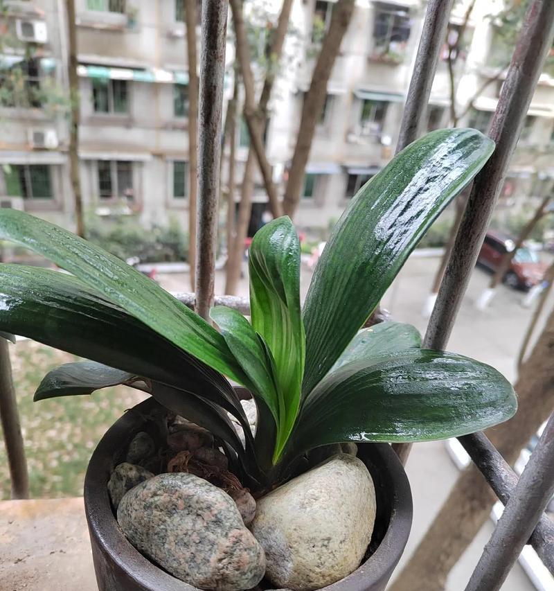 君子兰与鸟姐共养时应注意哪些问题？