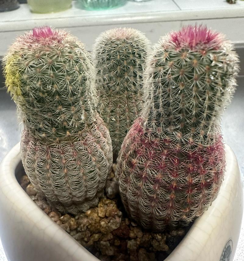 仙人球开花时为何总是朝向太阳？这是正常现象吗？