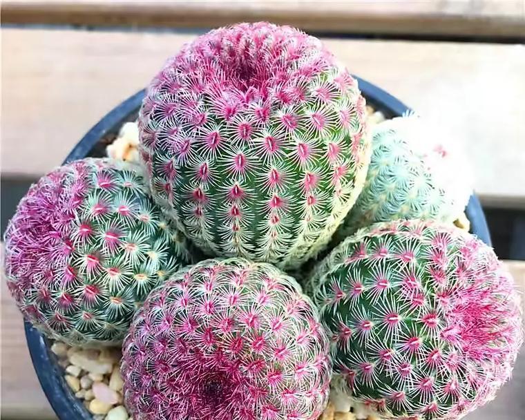 仙人球开花时为何总是朝向太阳？这是正常现象吗？